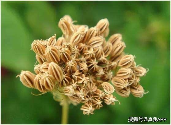 老國貨膚美靈洗面奶 價格親民卻功效非凡，植物提取物不輸大牌